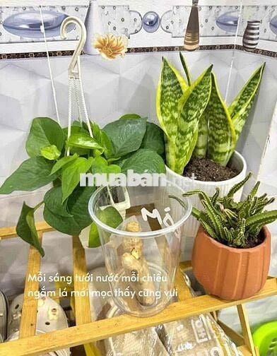 Pov: Những lí do tại sao khách sẽ nhờ Teddy tư vấn căn hộ từ 5tr