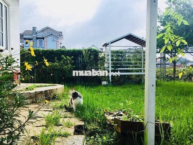 Chủ bán lỗ nhà tâm huyết 10x23,5m, 235m2 giá 1,2 tỷ có sân vườn P8