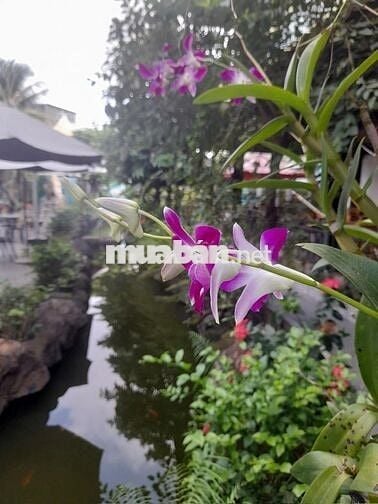 BÁN GẤP NHÀ HÀNG CAFÉ SUỐI CÁ KOI – 830M2 – 16TỶ – QL1K, PHẠM VĂN ĐỒNG