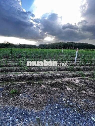 654,5m2 Đất gần KCN Hiệp Thạnh Gò Dầu chỉ 700tr