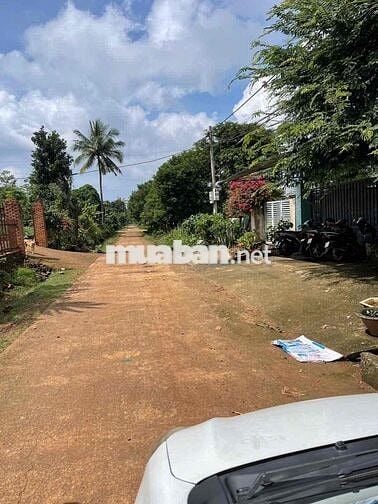 BÁN LÔ ĐẤT TÂM HUYẾT MẶT TIỀN ĐƯỜNG NHỰA A4 THÔN 4 XÃCUÊBUR (CŨ)_TpBM