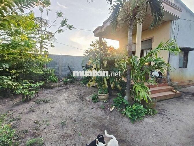 PHƯỚC HẢI CÒN MỘT LÔ ĐẤT LỚN ANH CHỊ LÀM NHÀ VƯỜN , Hôm stay 
 /