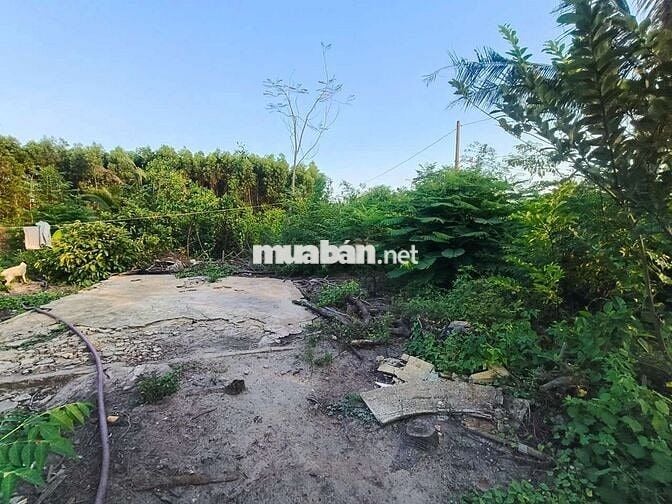 PHƯỚC HẢI CÒN MỘT LÔ ĐẤT LỚN ANH CHỊ LÀM NHÀ VƯỜN , Hôm stay 
 /