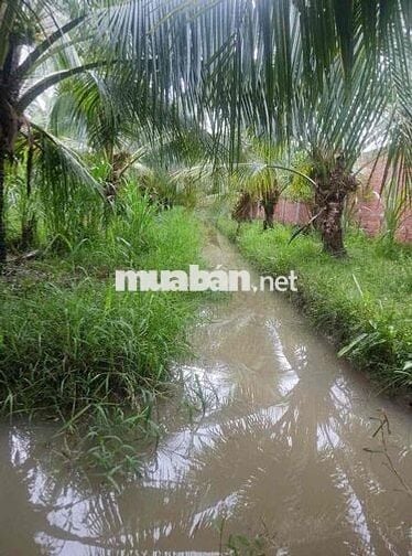 Chính chủ cần bán gấp đất đang trồng dừa