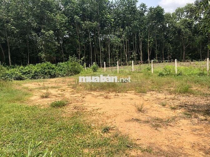 CẦN BÁN LÔ ĐẤT 1500M2 TRẢNG BÀNG TÂY NINH GIÁ 1 TỶ2 THƯƠNG LƯỢNG