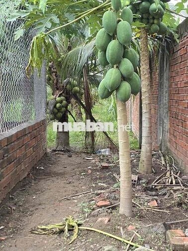 Chính chủ cần bán gấp đất đang trồng dừa