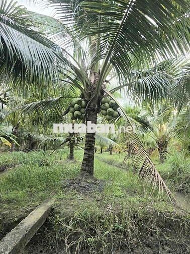 Chính chủ cần bán gấp đất đang trồng dừa