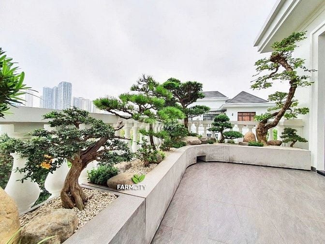 🌸 1. TIỂU CẢNH BAN CÔNG – KHÔNG GIAN NHỎ, CẢM XÚC LỚN