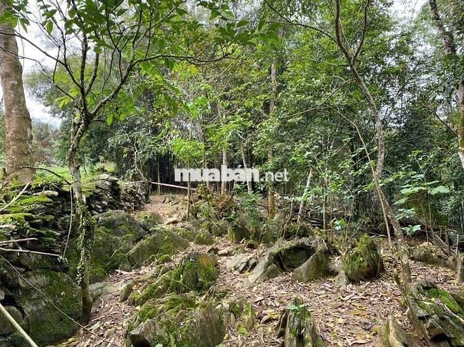 Bán trang trại, khu nghỉ dưỡng tại Đông Anh, Hà Nội diện tích 5000m2