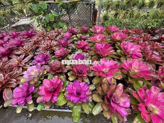 Bán trang trại, khu nghỉ dưỡng tại Đông Anh, Hà Nội diện tích 5000m2