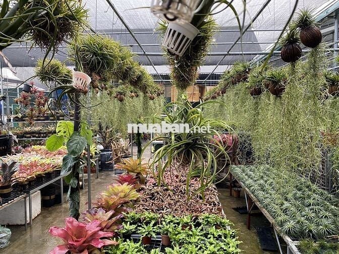 Bán trang trại, khu nghỉ dưỡng tại Đông Anh, Hà Nội diện tích 5000m2