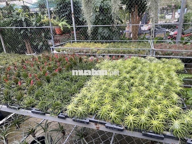 Bán trang trại, khu nghỉ dưỡng tại Đông Anh, Hà Nội diện tích 5000m2