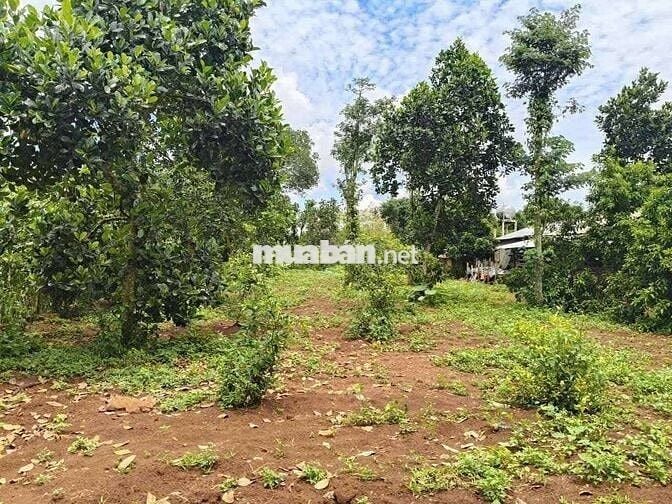 50X20 MÉT BÊ TÔNG, VƯỜN TRÁI CÂY SÔNG RAY CÓ SUỐI