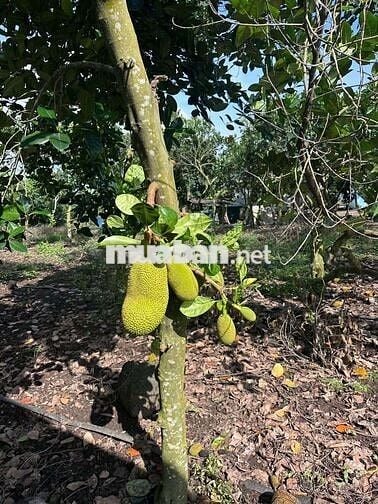 50X20 MÉT BÊ TÔNG, VƯỜN TRÁI CÂY SÔNG RAY CÓ SUỐI