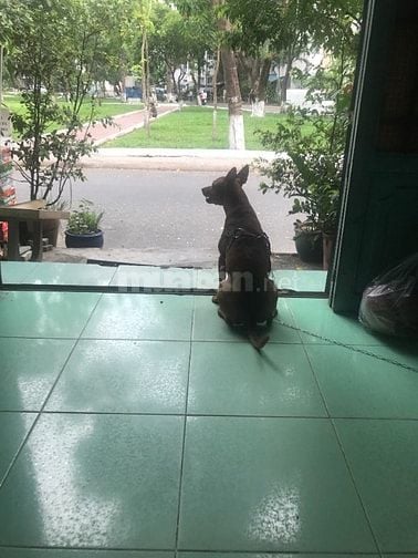 Chính chủ bán nhà TpHCM, mặt tiền đường, trước mặt nhà là công viên