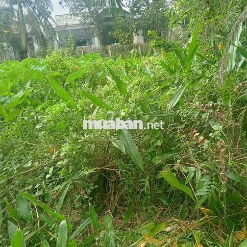 chính chủ cần tiền  trả nợ  nên cắn răng bán rẽ lô đất