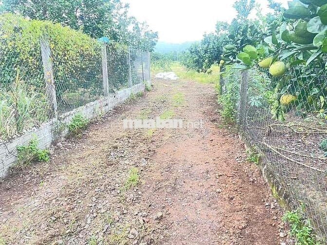 Lớn tuổi không chăm được cần sang lại vườn bưởi da xanh 40 cây