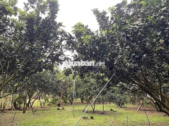 Lớn tuổi không chăm được cần sang lại vườn bưởi da xanh 40 cây