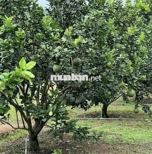 Lớn tuổi không chăm được cần sang lại vườn bưởi da xanh 40 cây
