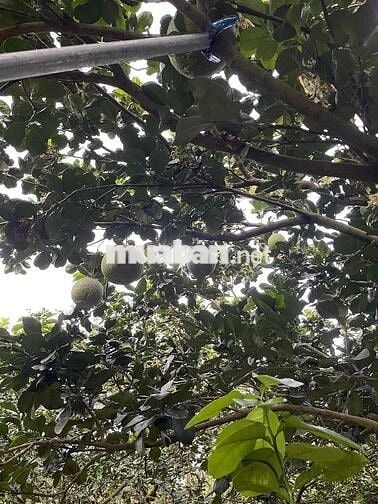 Lớn tuổi không chăm được cần sang lại vườn bưởi da xanh 40 cây