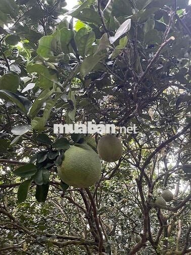 Lớn tuổi không chăm được cần sang lại vườn bưởi da xanh 40 cây