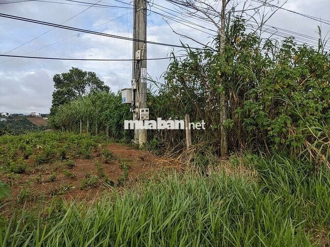 ĐẤT MẶT TIỀN ĐƯỜNG LÝ THÁI TỔ - CÓ THỔ CƯ