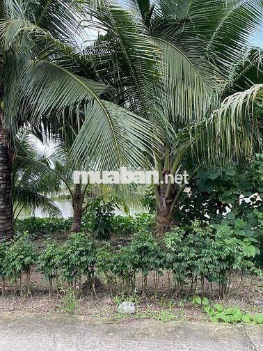 BÁN GẤP ĐẤT MẶT TIỀN LỘ GIỚI 4m gần chợ