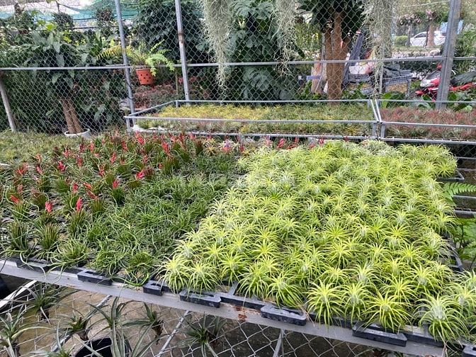 CHÍNH CHỦ BÁN ĐẤT TRANG TRẠI 50 NĂM DIỆN TÍCH 5000M Ở ĐÔNG ANH ,HÀ NỘI