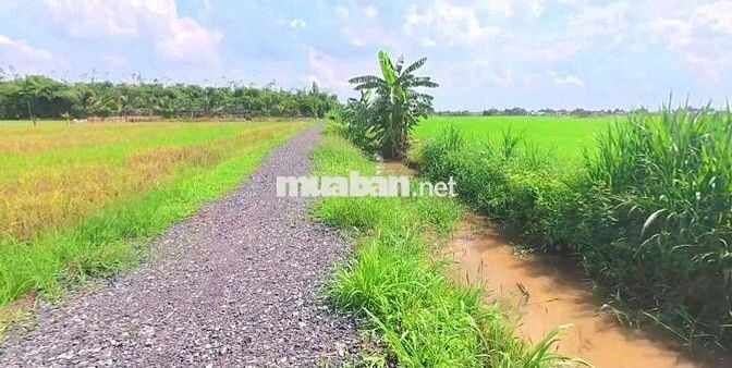 Quá đẹp, 832m2 đất thổ view kênh KDC Mỹ Thạnh, 1.1 tỷ