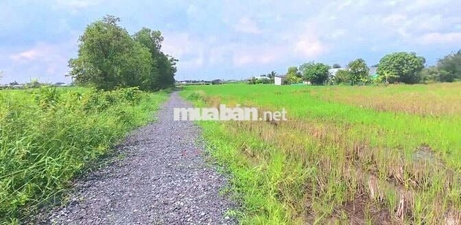 Quá đẹp, 832m2 đất thổ view kênh KDC Mỹ Thạnh, 1.1 tỷ