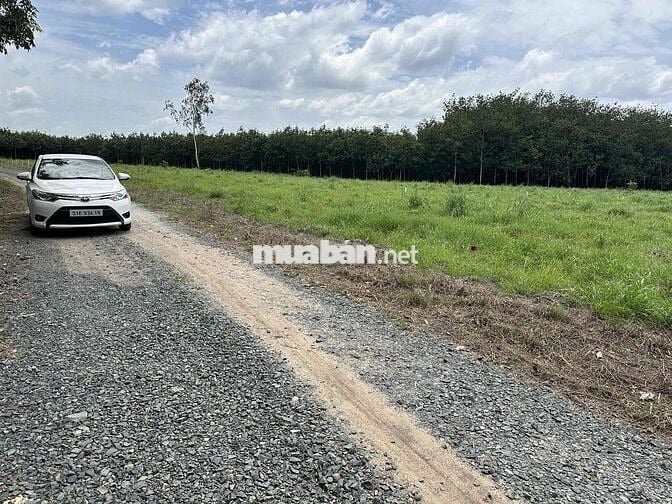 Bán đất thổ cư phường Chơn Thành giá chỉ 295triệu