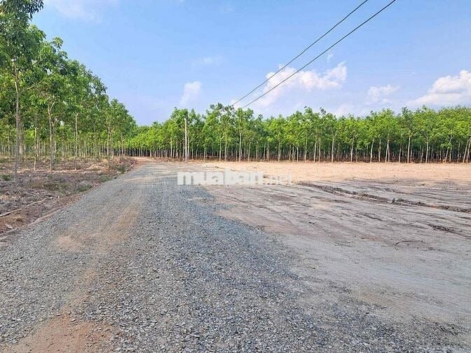 Bán đất thổ cư phường Chơn Thành giá chỉ 295triệu