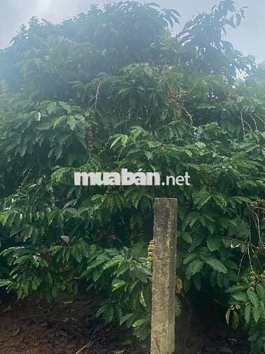 đất sổ hồng nhà ở đầy đủ dọn vô là ở