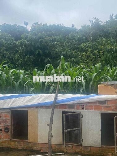 đất sổ hồng nhà ở đầy đủ dọn vô là ở