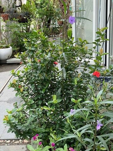 Cho thuê Biệt Thự Phú Mỹ Vạn Phát Hưng có sân vườn lớn giá 55 triệu