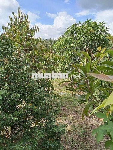 Nhà mái thái chính chủ cần bán gấp