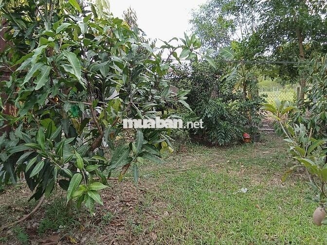 Nhà mái thái chính chủ cần bán gấp