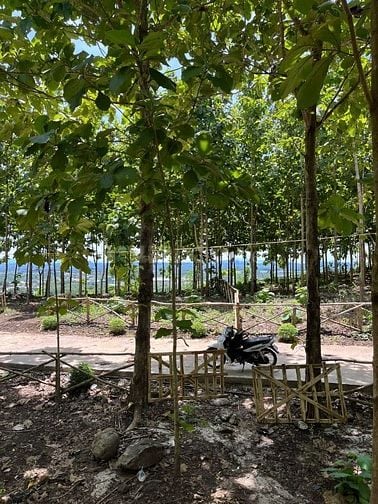  Bán gấp lô đất 1200m² nằm ngay Hồ Trị An giá 850 triệu view đẹp