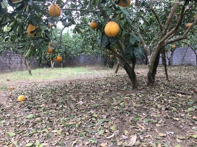 Đất mặt đường liên xã Ngọc Lương- Yên Thuỷ- HB