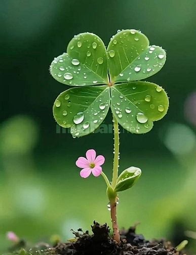 Đất Kiệt ÔTô Nguyễn Phú Hường Hoà Thọ Tây Cẩm Lệ Đà Nẵng 