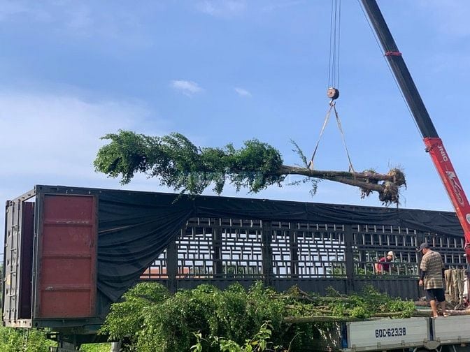 Thi công thảm cỏ cây xanh KCN Bình Dương – Miễn phí khảo sát thiết kế