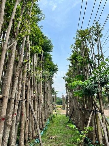 Thi công thảm cỏ cây xanh KCN Bình Dương – Miễn phí khảo sát thiết kế