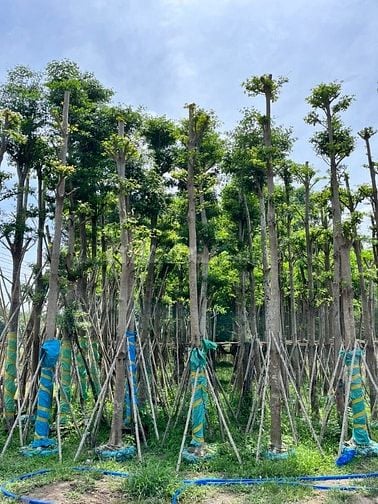 Thi công thảm cỏ cây xanh KCN Bình Dương – Miễn phí khảo sát thiết kế