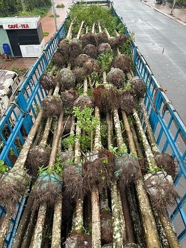 Thi công thảm cỏ cây xanh KCN Bình Dương – Miễn phí khảo sát thiết kế