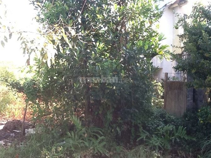 cho thuê đất hẻm 255 Võ Văn Hát thông đường 420 Lã Xuân Oai 