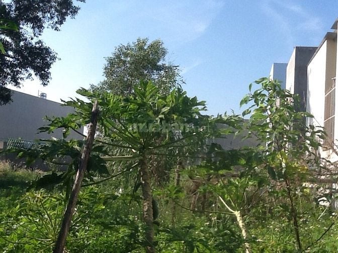 cho thuê đất hẻm 255 Võ Văn Hát thông đường 420 Lã Xuân Oai 