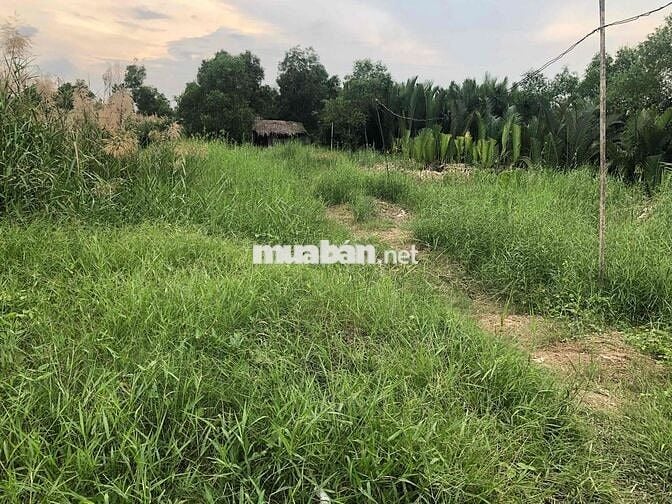 ĐẤT VEN SÔNG 710m quy hoạch thổ cư MẶT ĐƯỜNG ĐI VINHOMES CẦN GIUỘC