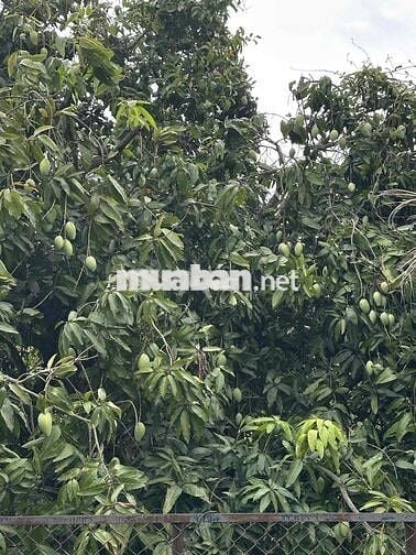 Bán đất nhà vườn nghỉ dưỡng ngay kdl núi chứa chan có thổ cư có nhà