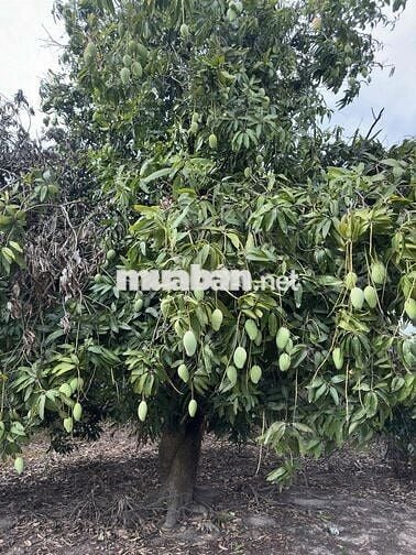 Bán đất nhà vườn nghỉ dưỡng ngay kdl núi chứa chan có thổ cư có nhà