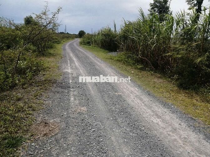 🌿 BÁN ĐẤT GIÁ RẺ XÃ TRUNG LẬP HẠ – CỦ CHI 🌿